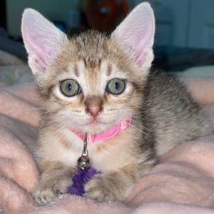 Meet your Posher, Sussel